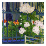 Geraniums