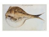 Buy Puffer at AllPosters.com