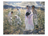 Indian Corn, Taos