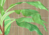Tropical Leaves I