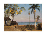 Tropical Scene