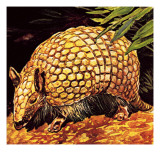 Buy Armadillo at AllPosters.com