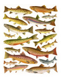 Buy Trout at AllPosters.com