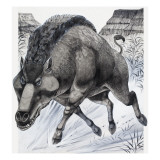 Daeodon