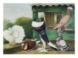Buy Pouter Pigeons at AllPosters.com