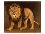 Lion Walking