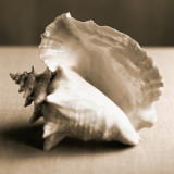 Sea Shells IV