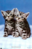Kitten Twins