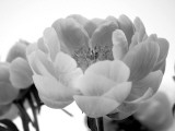 Delicate Blossom I