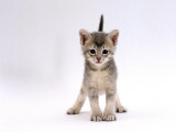Domestic Cat, 4-Week Ticked-Silver Kitten