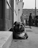Lazy Bulldog at Camden Town