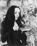 Buy Carolyn Jones - The Addams Family at AllPosters.com