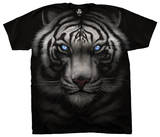 Majestic White Tiger