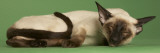 Siamese
