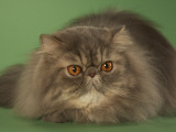 Persian