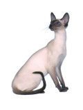 Siamese
