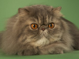 Persian