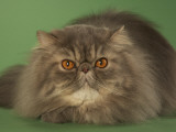 Persian