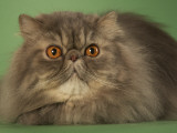Persian
