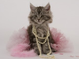 Maine Coon