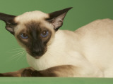 Siamese