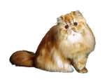 Persian