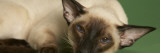 Siamese