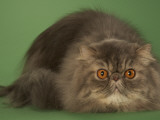 Persian