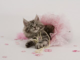 Maine Coon