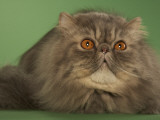 Persian