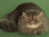 Persian