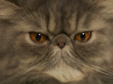 Persian