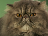 Persian