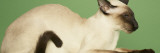 Siamese