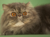 Persian