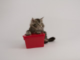 Maine Coon