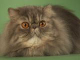 Persian
