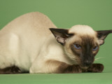 Siamese