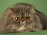 Persian