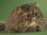 Persian
