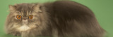 Persian
