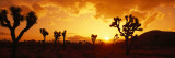 Buy Sunset, Joshua Tree Park, California, USA at AllPosters.com