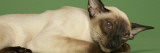 Siamese
