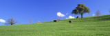 Cows, Canton Zug, Switzerland