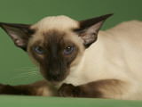 Siamese