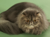 Persian