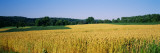 Field Crop, Maryland, USA