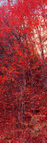 Buy Trees, Big Tooth Maples, West Fork of Oak Creek, Arizona, USA at AllPosters.com