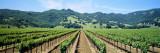 Napa Valley Vineyards Hopland, CA