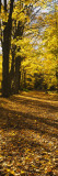 Tree Lined Road, Massachusetts, USA